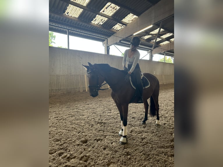 Hanoverian Mare 5 years 15,2 hh Brown-Light in T&#xFC;bingen