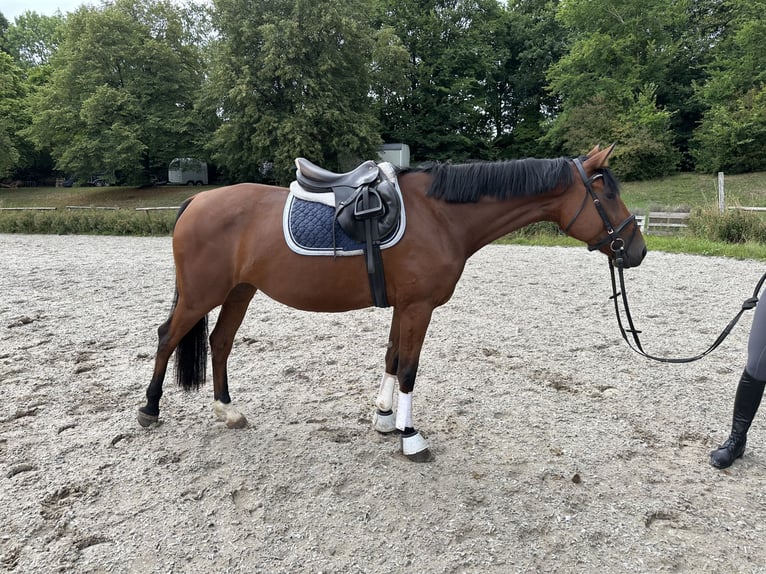 Hanoverian Mare 5 years 15,2 hh Brown-Light in T&#xFC;bingen