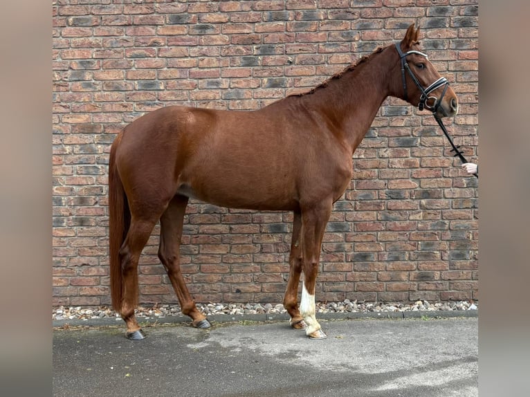 Hanoverian Mare 5 years 15,2 hh Chestnut in Niederkassel