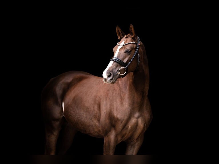 Hanoverian Mare 5 years 15,2 hh Chestnut in Kiel