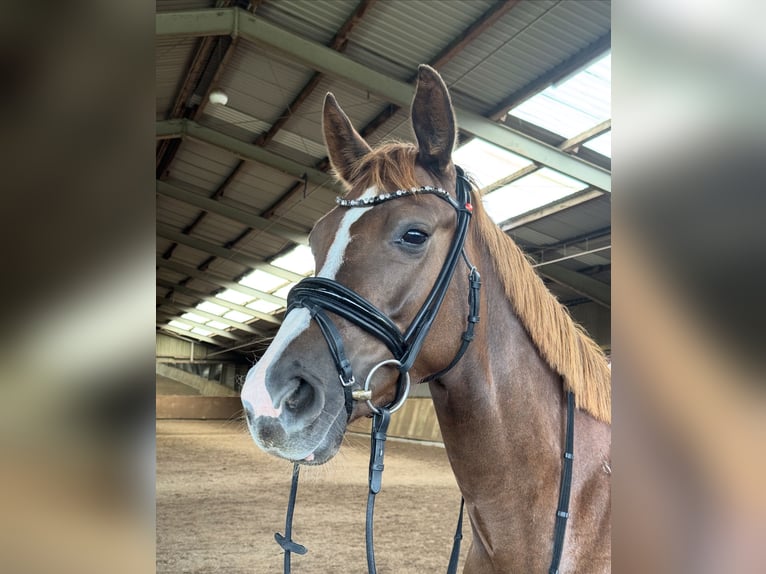 Hanoverian Mare 5 years 15,2 hh Chestnut in Kiel