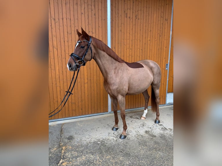Hanoverian Mare 5 years 15,2 hh Chestnut-Red in Weil