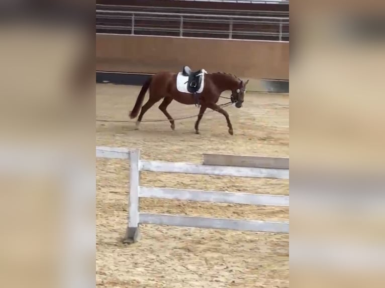 Hanoverian Mare 5 years 15,2 hh Chestnut-Red in Weil