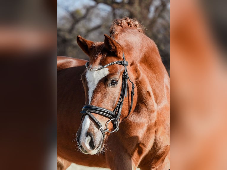 Hanoverian Mare 5 years 15,2 hh Chestnut-Red in Riedstadt