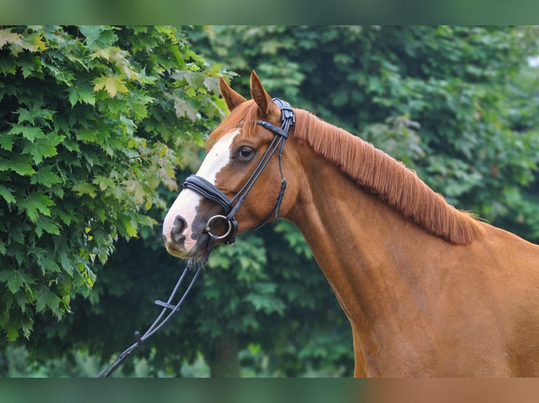 Hanoverian Mare 5 years 15,2 hh Chestnut-Red in Fleckeby
