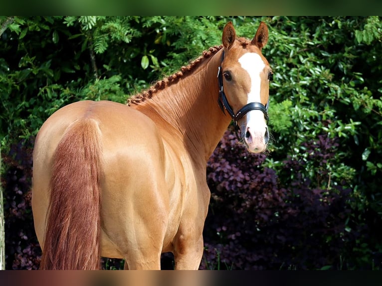 Hanoverian Mare 5 years 15,2 hh Chestnut-Red in Altenahr