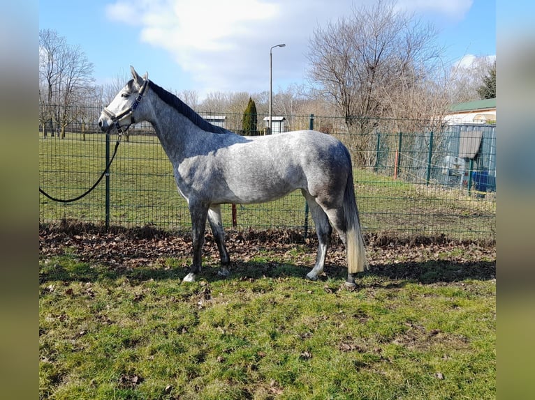 Hanoverian Mare 5 years 15,2 hh Gray in Am Großen Bruch