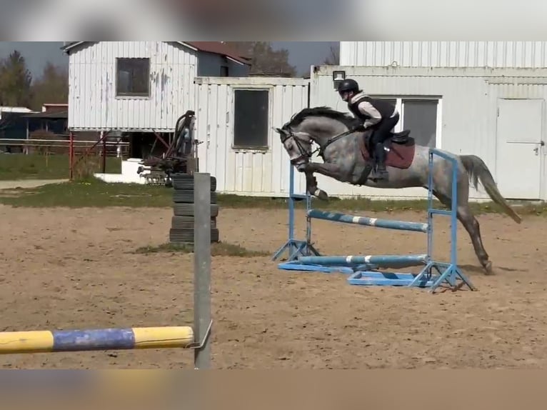 Hanoverian Mare 5 years 15,2 hh Gray in Am Großen Bruch
