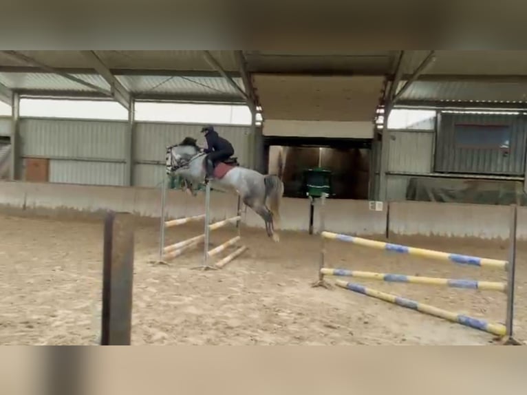 Hanoverian Mare 5 years 15,2 hh Gray in Am Großen Bruch