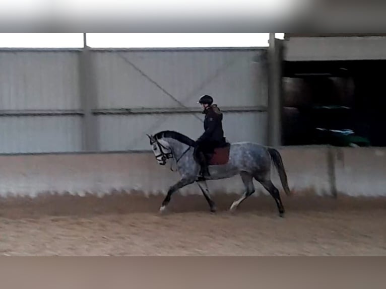 Hanoverian Mare 5 years 15,2 hh Gray in Am Großen Bruch