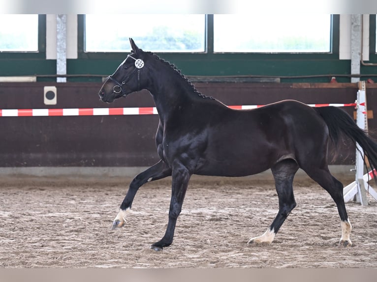Hanoverian Mare 5 years 15,2 hh Smoky-Black in Vechelde