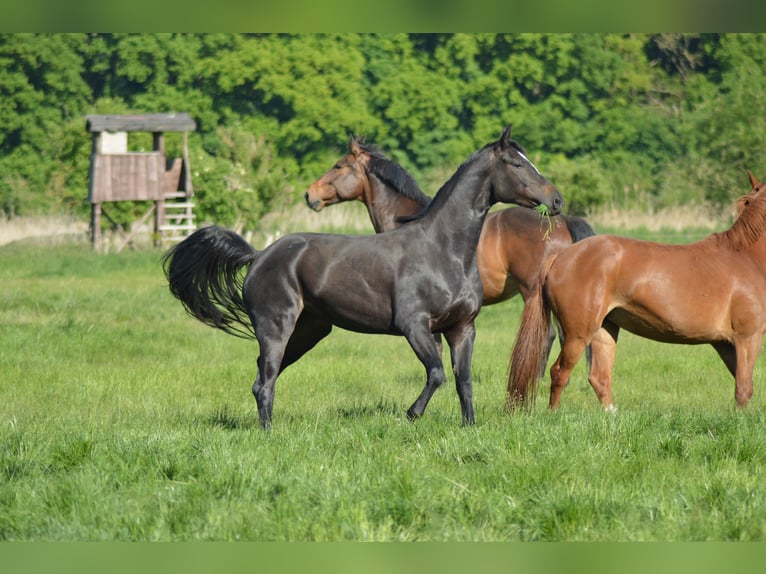 Hanoverian Mare 5 years 15,2 hh Smoky-Black in Vechelde