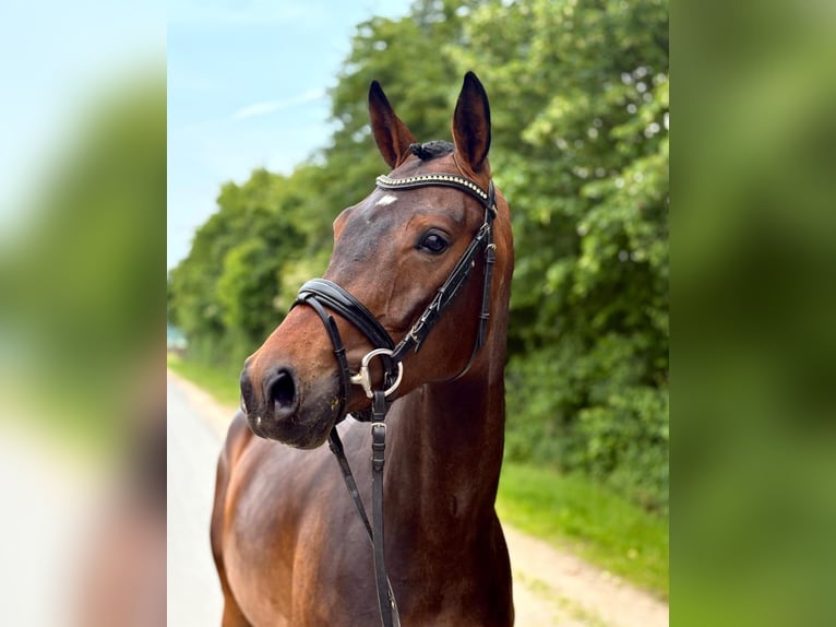 Hanoverian Mare 5 years 15,3 hh Bay-Dark in Osnabrück