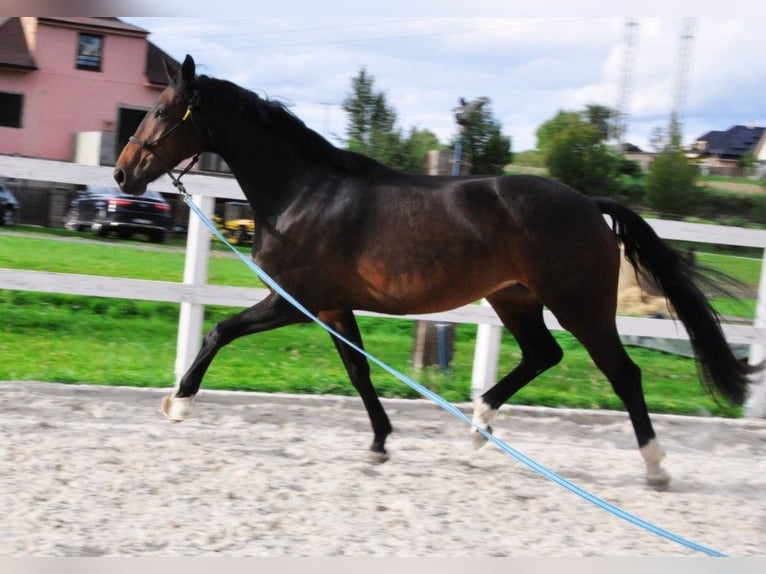 Hanoverian Mare 5 years 15,3 hh Bay-Dark in Praha