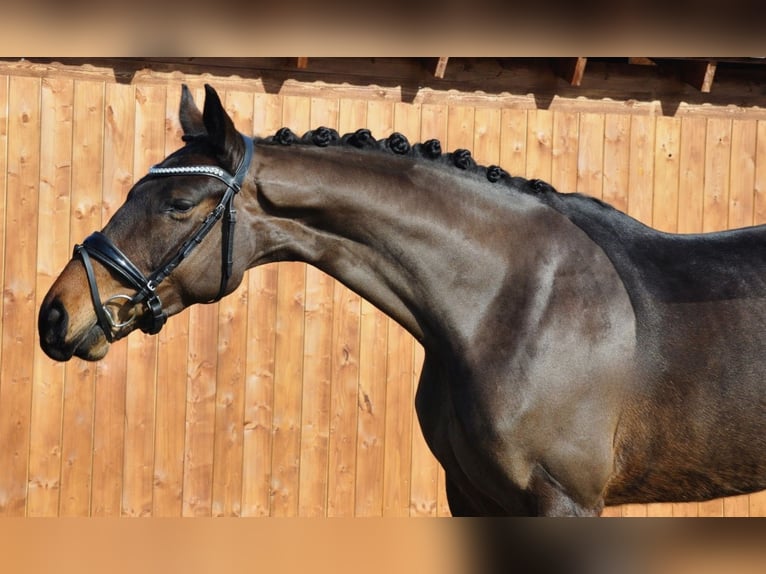 Hanoverian Mare 5 years 15,3 hh Bay-Dark in Praha