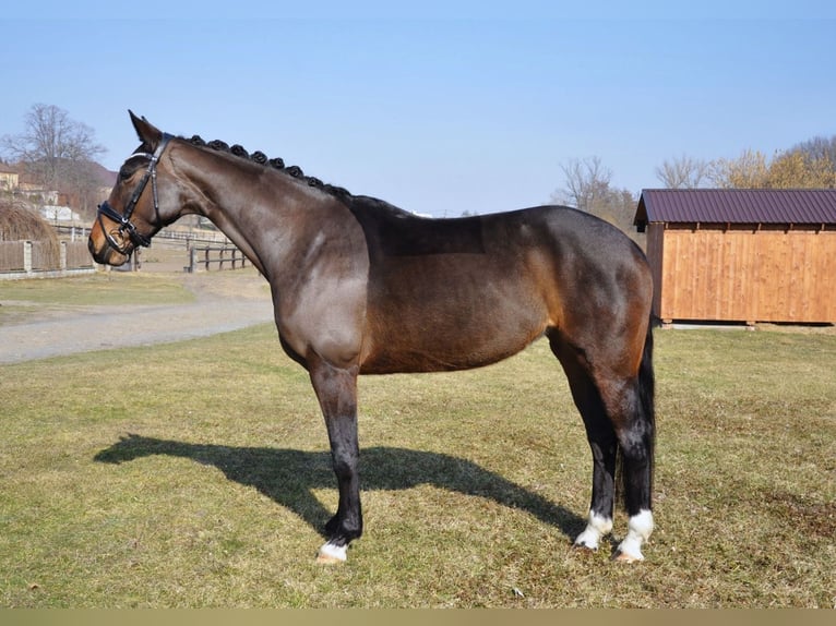 Hanoverian Mare 5 years 15,3 hh Bay-Dark in Praha