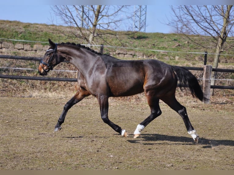 Hanoverian Mare 5 years 15,3 hh Bay-Dark in Praha