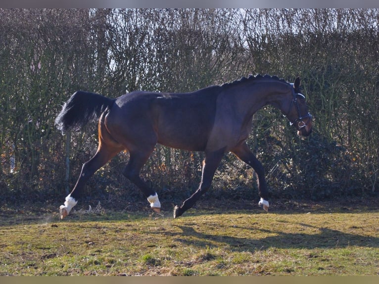 Hanoverian Mare 5 years 15,3 hh Bay-Dark in Praha