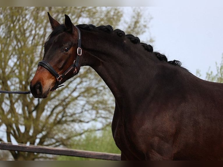 Hanoverian Mare 5 years 15,3 hh Bay-Dark in Praha