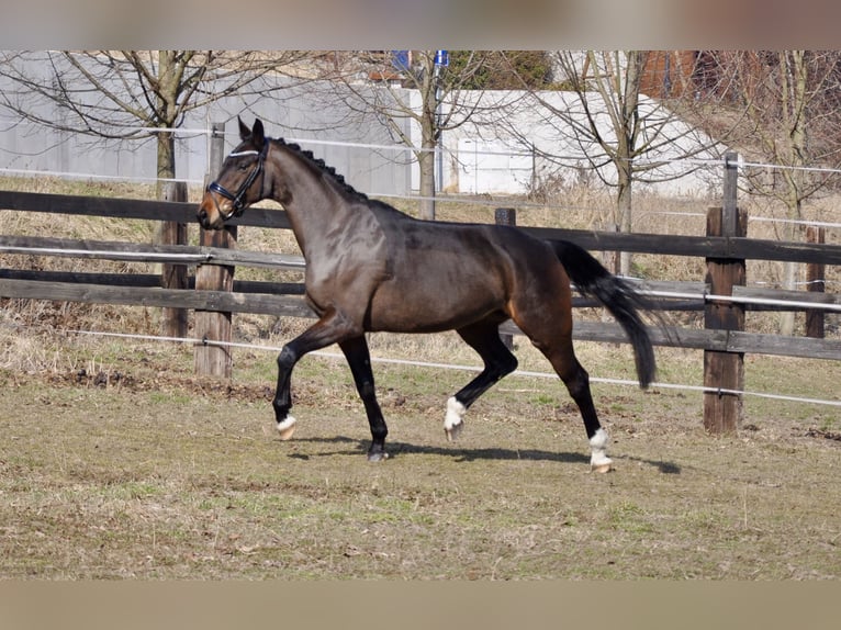 Hanoverian Mare 5 years 15,3 hh Bay-Dark in Praha