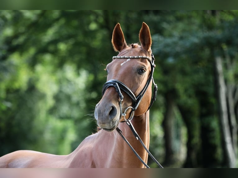 Hanoverian Mare 5 years 15,3 hh Chestnut-Red in Wuppertal