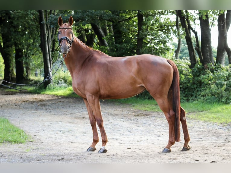 Hanoverian Mare 5 years 15,3 hh Chestnut-Red in Wuppertal