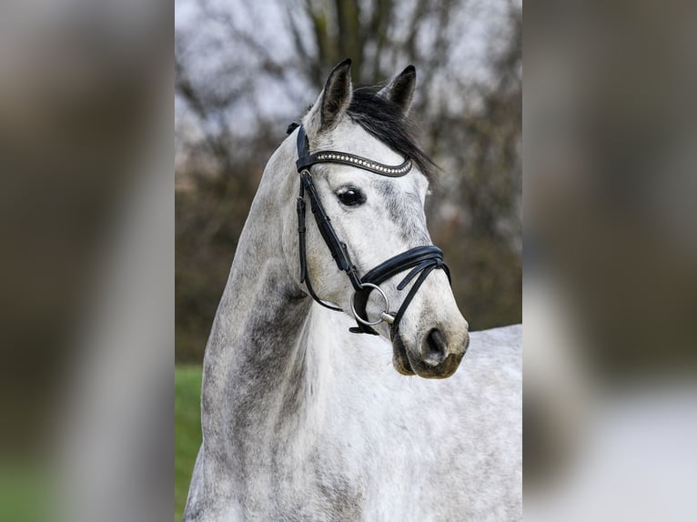 Hanoverian Mare 5 years 15,3 hh Grey in Riedstadt