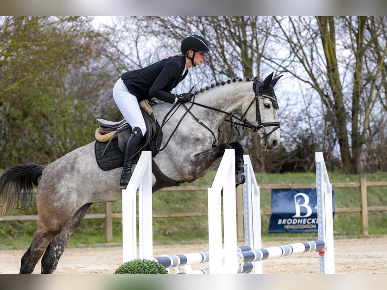 Hanoverian Mare 5 years 15,3 hh Grey in Riedstadt