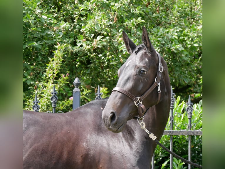 Hanoverian Mare 5 years 15,3 hh in Dorsten