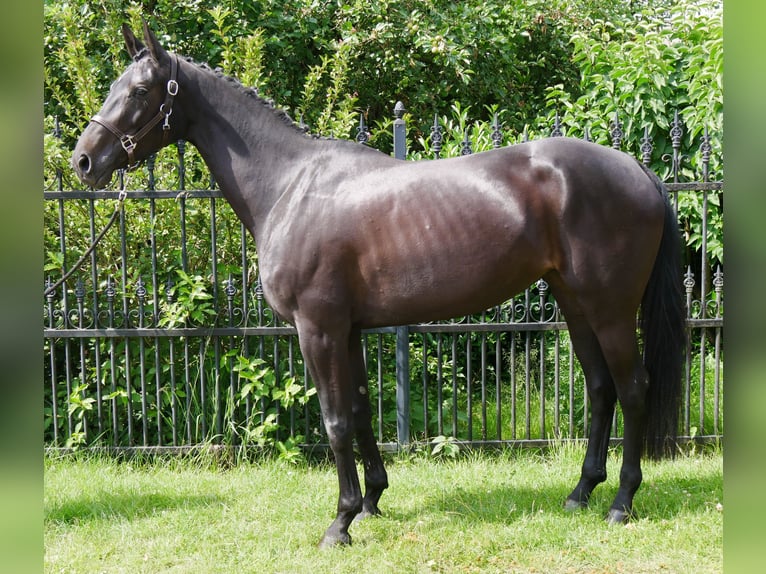 Hanoverian Mare 5 years 15,3 hh in Dorsten