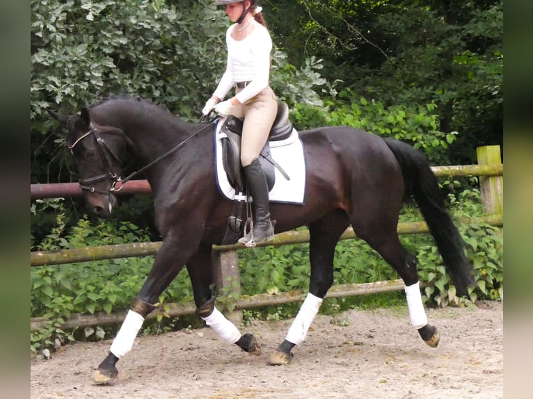 Hanoverian Mare 5 years 15,3 hh in Dorsten