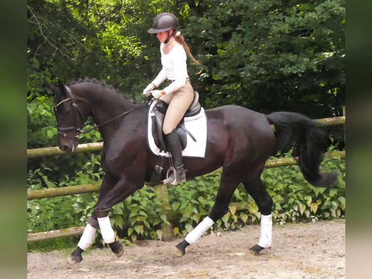 Hanoverian Mare 5 years 15,3 hh in Dorsten