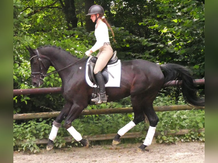 Hanoverian Mare 5 years 15,3 hh in Dorsten