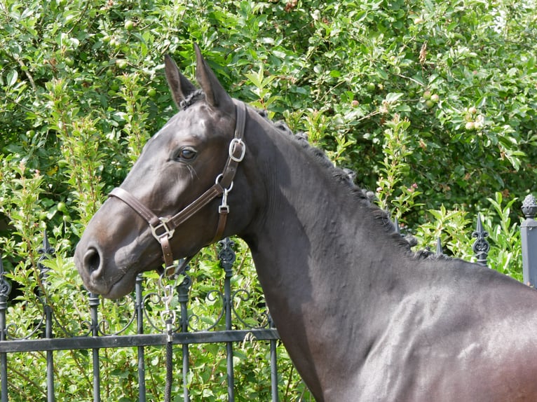 Hanoverian Mare 5 years 15,3 hh in Dorsten