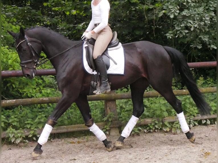 Hanoverian Mare 5 years 15,3 hh in Dorsten