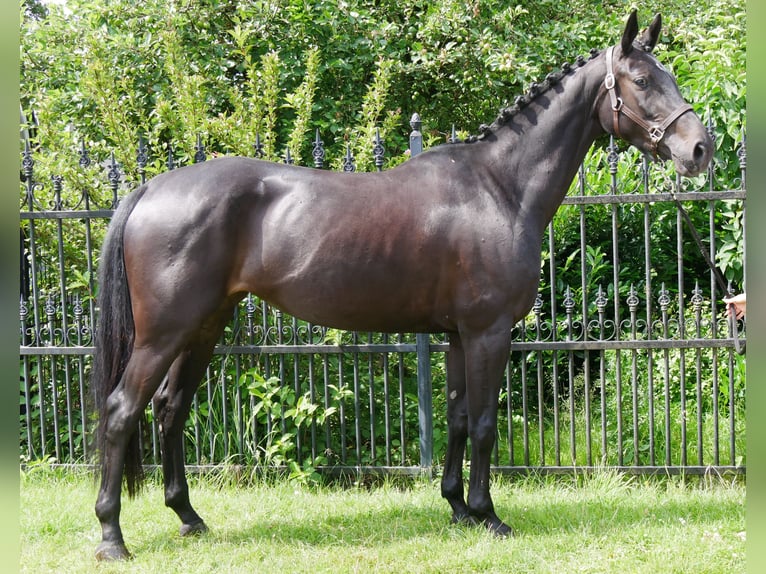 Hanoverian Mare 5 years 15,3 hh in Dorsten