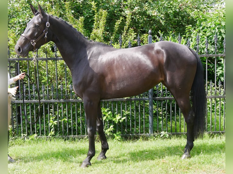 Hanoverian Mare 5 years 15,3 hh in Dorsten