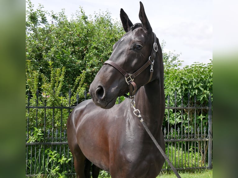 Hanoverian Mare 5 years 15,3 hh in Dorsten