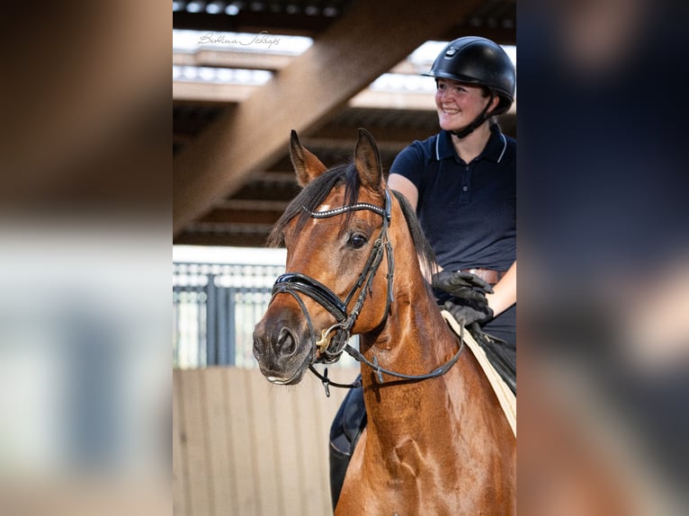Hanoverian Mare 5 years 16.1 hh Bay-Dark in Bad Wildungen