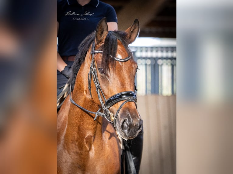 Hanoverian Mare 5 years 16.1 hh Bay-Dark in Bad Wildungen