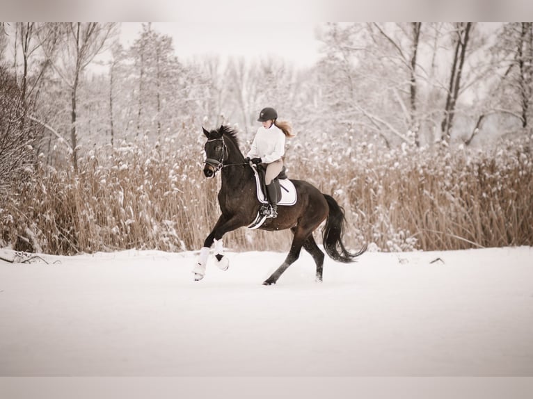 Hanoverian Mare 5 years 16.1 hh Bay-Dark in Meinhard