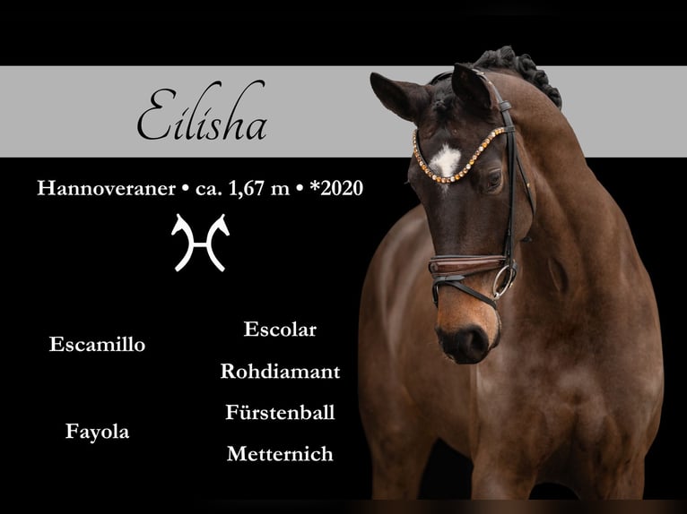 Hanoverian Mare 5 years 16,1 hh Bay-Dark in Wehringen