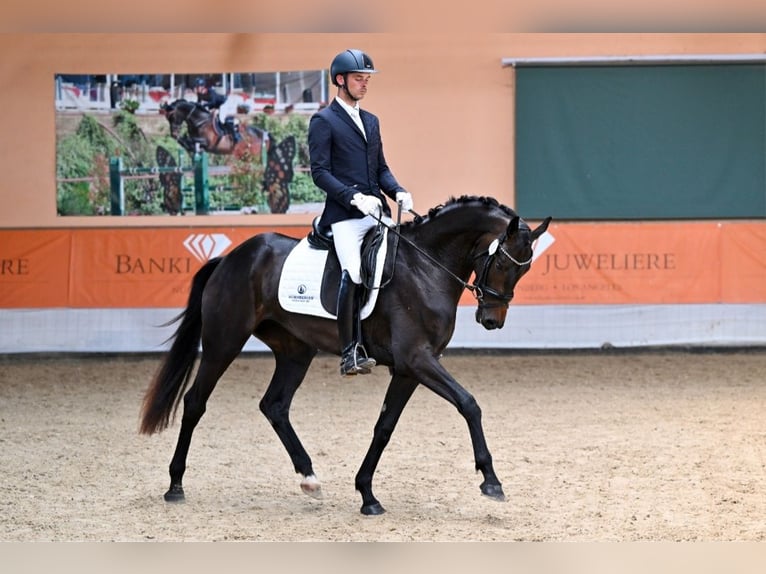 Hanoverian Mare 5 years 16,1 hh Bay-Dark in Postmünster