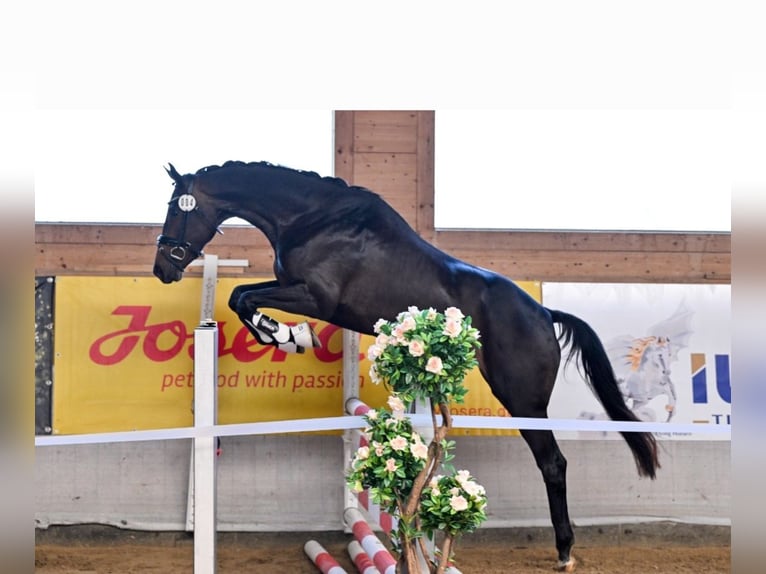 Hanoverian Mare 5 years 16,1 hh Bay-Dark in Postmünster