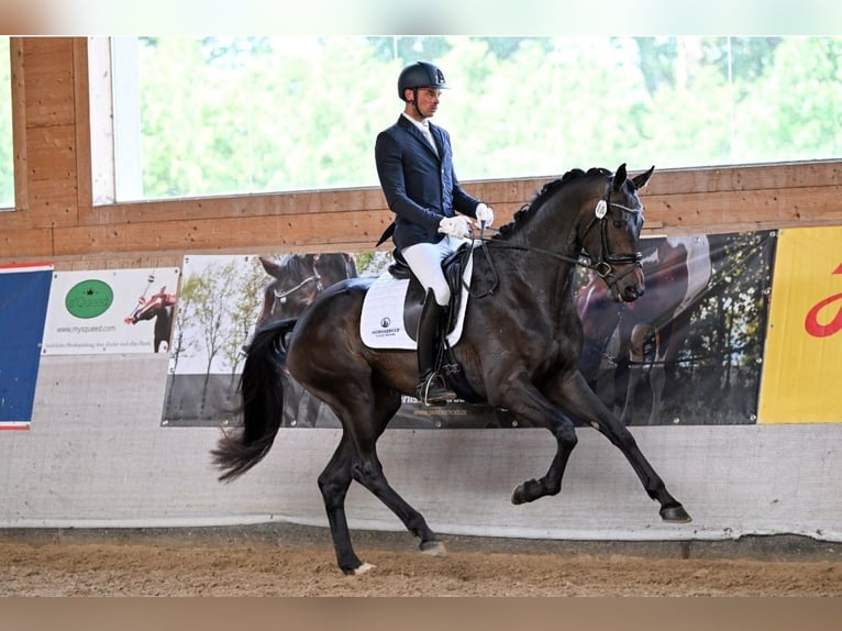 Hanoverian Mare 5 years 16,1 hh Bay-Dark in Postmünster