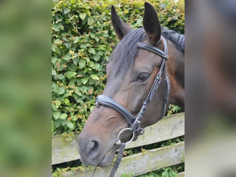 Hanoverian Mare 5 years 16,1 hh Bay-Dark in Einbeck