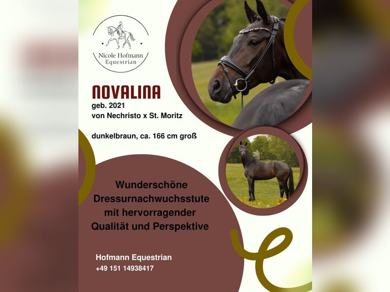 Hanoverian Mare 5 years 16.1 hh Bay-Dark in Hayingen