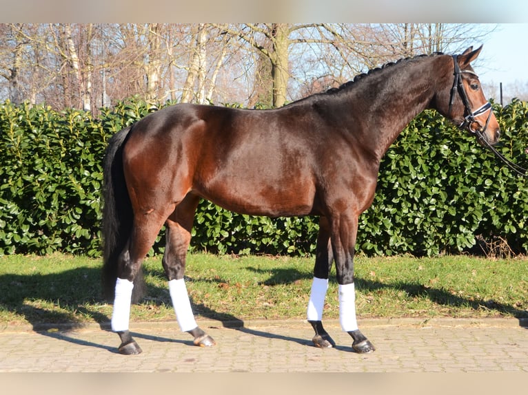 Hanoverian Mare 5 years 16,1 hh Bay-Dark in Selsingen