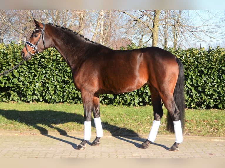 Hanoverian Mare 5 years 16,1 hh Bay-Dark in Selsingen