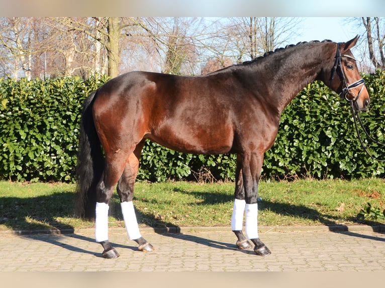 Hanoverian Mare 5 years 16,1 hh Bay-Dark in Selsingen